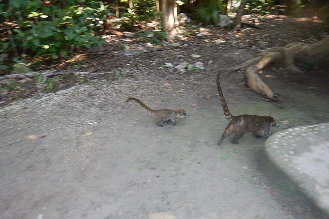 Cobá Ruins Tour (Private, Half Day) - Private pickup at 8:00 am, and why it matters at Cobá