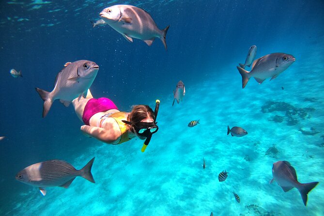 Colombia, Palancar & Cielo Cozumel Snorkel Tour - Palancar Reef and the Turtle Sanctuary Style Stop: More Structure, More Big Animal Chances