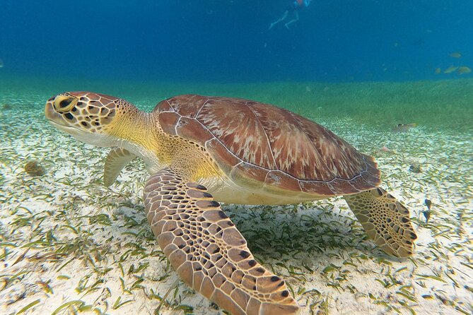 Colombia, Palancar & Cielo Cozumel Snorkel Tour - Snorkel Gear, Sunscreen Rules, and Real Comfort Tips