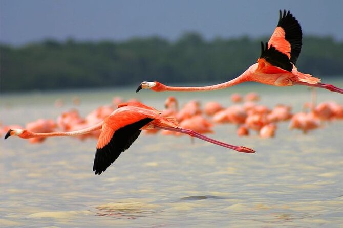 Coloradas Pink Lagoon Adventure from Playa del Carmen and Riviera Maya - Guides and language: how to get the most from the commentary