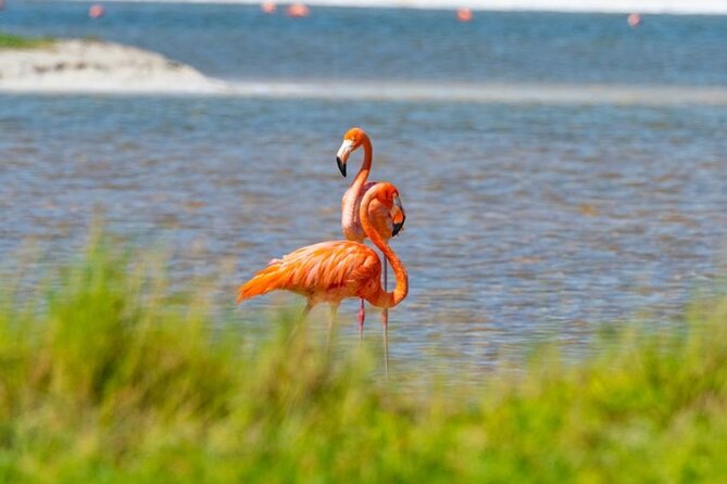 Coloradas Pink Lagoon Adventure from Playa del Carmen and Riviera Maya - Should you book this tour?