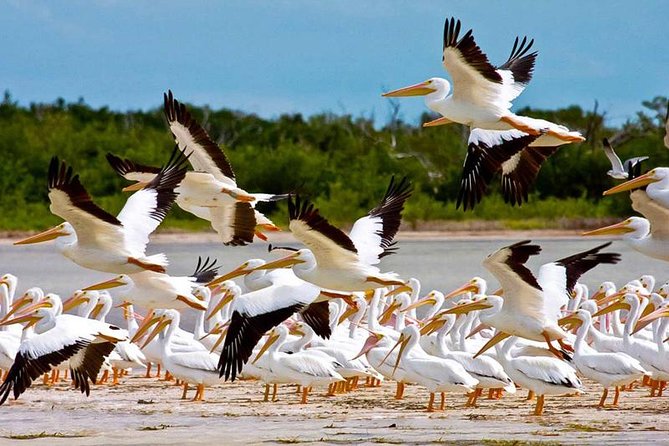 Contoy Island - Why Isla Contoy Feels Different From Typical Cancun Water Days