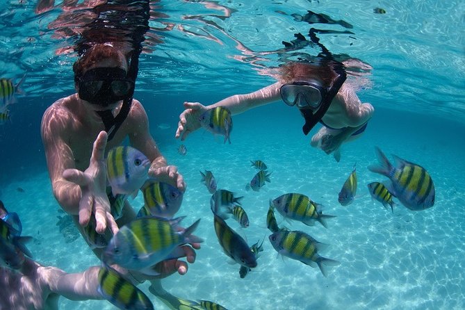 Costa Maya Snorkel Tour - Snorkeling Costa Maya’s Reef, Without the Big-Tour Chaos