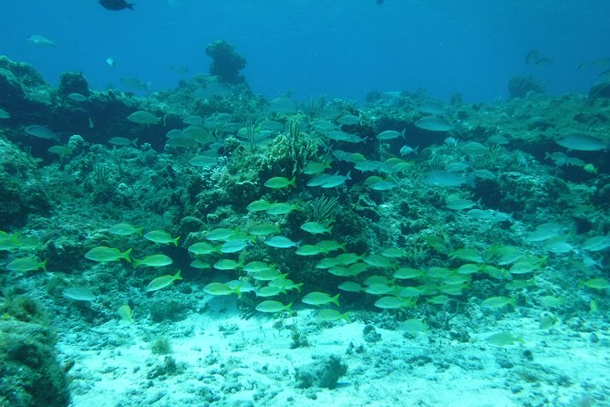 Cozumel Catamaran Snorkeling Tour & Lunch (Hotel Pick Up) - Getting from Cancun area hotels to Playa del Carmen and across to Cozumel