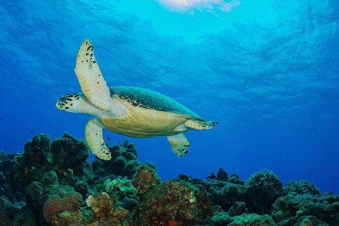 Cozumel Dive Package - Certified Divers from the Riviera Maya (4 dives) - The guiding style: what you can hope for in the water