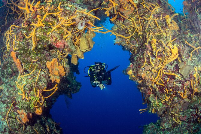 Cozumel Dive Package - Certified Divers from the Riviera Maya (4 dives) - Gear, photos, and those add-on costs