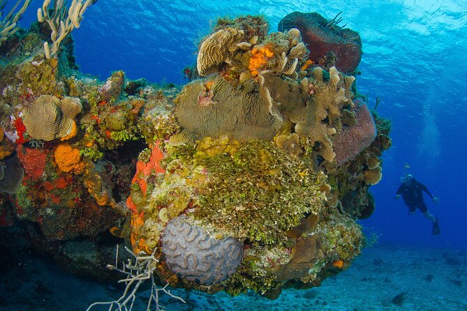 Cozumel Dive Package - Certified Divers from the Riviera Maya (4 dives) - Pickup area limits and getting to the meeting point