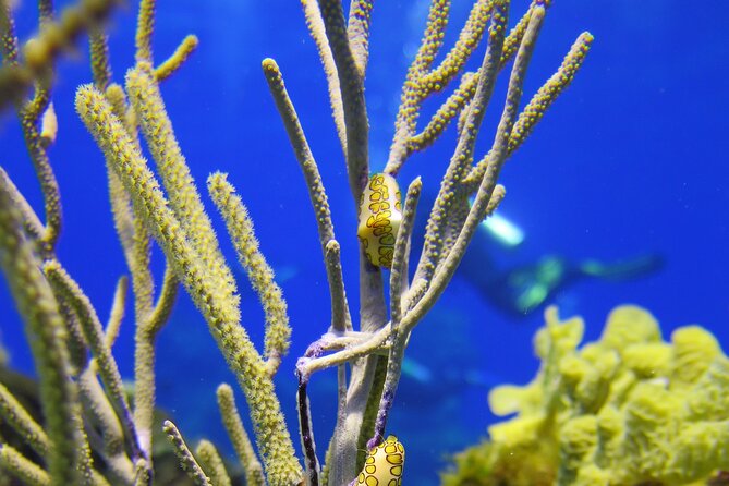 Cozumel Dive Package - Certified Divers from the Riviera Maya (4 dives) - Where you meet and how the timing feels