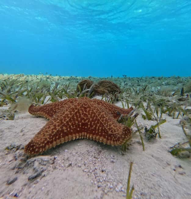 Cozumel, El Cielo: 4-Hour Shared Snorkeling Tour - Key moments that matter