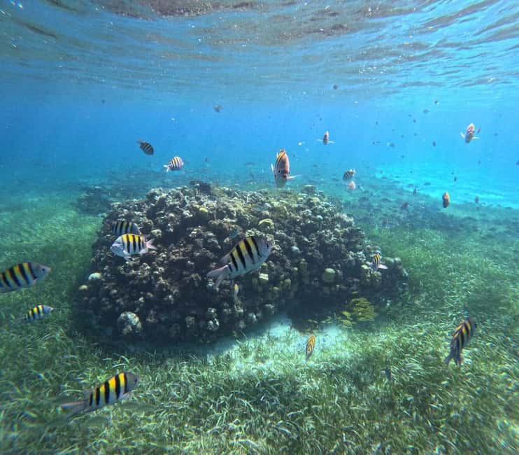 Cozumel, El Cielo: 4-Hour Shared Snorkeling Tour - Finding El Mayor: Your meeting point hack