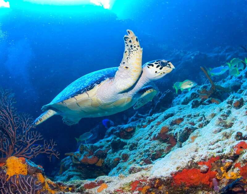 Cozumel: El Cielo & Palancar Snorkel with Open Bar & Ceviche - El Cielo snorkel: starfish sanctuary in shallow, clear water
