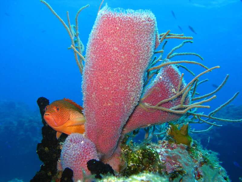 Cozumel: El Cielo & Palancar Snorkel with Open Bar & Ceviche - Gear, rules, and simple tips so you enjoy it more