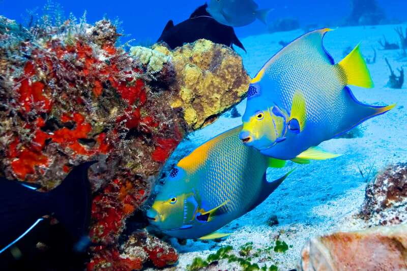 Cozumel: El Cielo & Palancar Snorkel with Open Bar & Ceviche - Price and value: what you’re really paying for at $72 plus the port fee