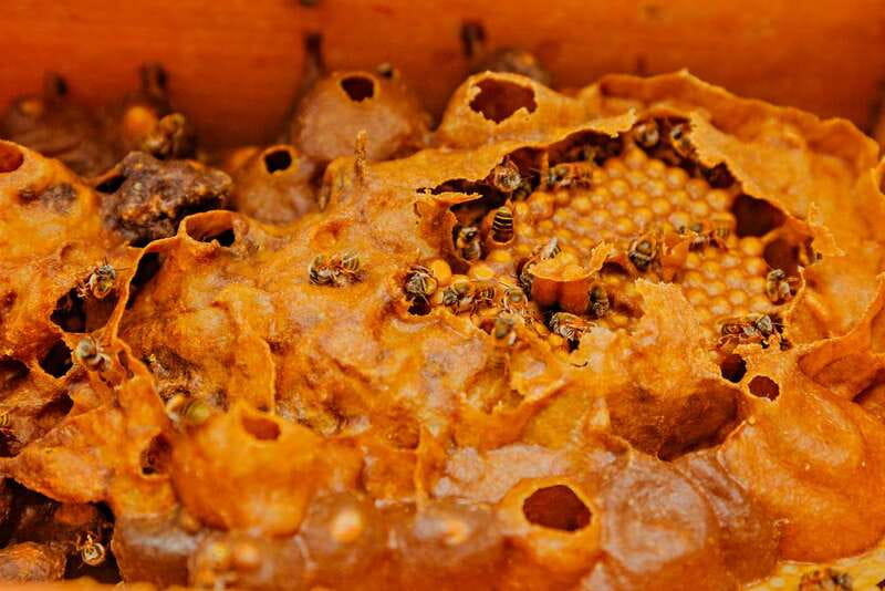 Cozumel: General Entrance to Mayan Bee Sanctuary - Getting there and back: the taxi-wait trap
