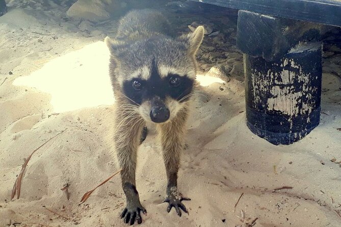 Cozumel National Park and Beach Break: Private Tour - Value check: is $155.32 worth it for park entry, lunch, and private transport?
