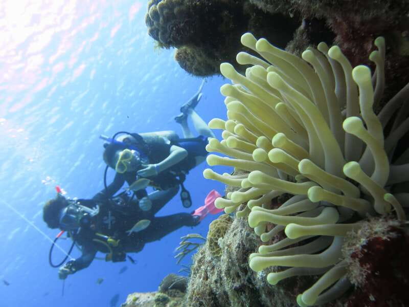 Cozumel: One Tank Scuba Dive and Full Chankanaab Park Access - FAQ