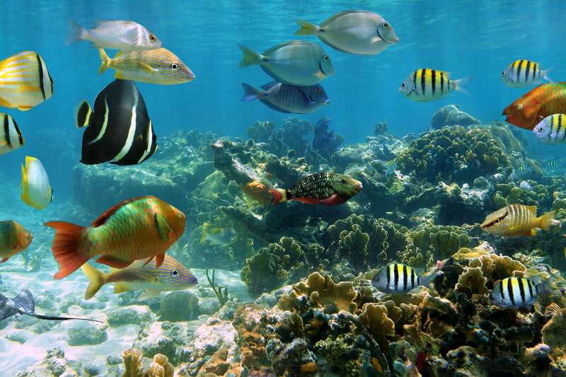 Cozumel: One Tank Scuba Dive and Full Chankanaab Park Access - Chankanaab park time is the real payoff after the tank session