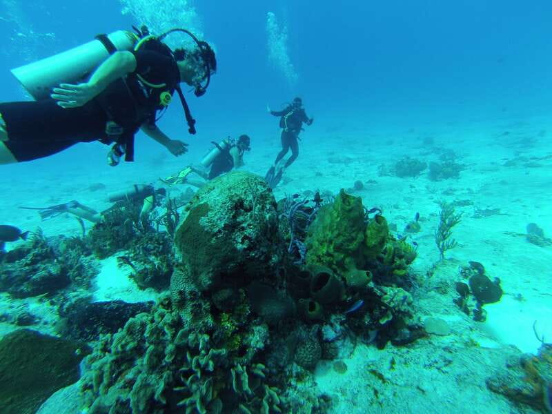 Cozumel: One Tank Scuba Dive and Full Chankanaab Park Access - Who should book this (and who should skip it)