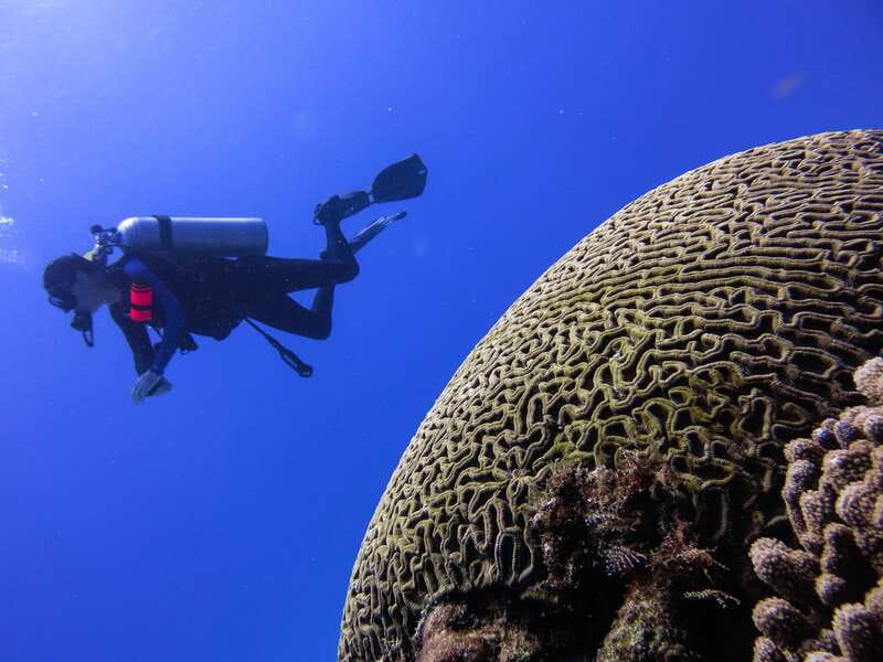 Cozumel: One Tank Scuba Dive and Full Chankanaab Park Access - Final call: should you book this tour?