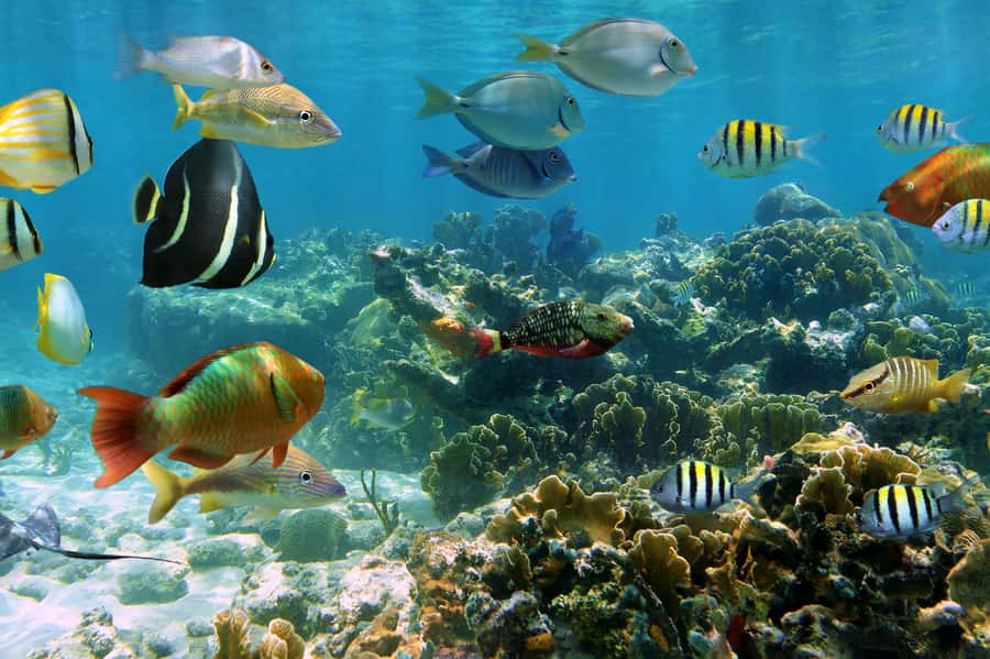 Cozumel: Palancar, Columbia and Cielo Reefs Snorkeling Tour - Snorkel stop 1: Palancar Reef style snorkeling, and how to make it count