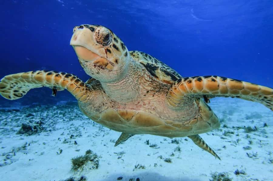 Cozumel: Palancar, Columbia and Cielo Reefs Snorkeling Tour - Price, marine fee, and what you truly get for the money