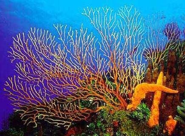 Cozumel Private 4-hour Boat Tour to El Cielo with Snorkeling - Key Points at a Glance