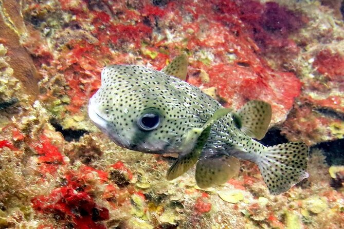 Cozumel Private 4-Hour Boat Tour to Passion Island - Cozumel snorkel stops: sunken ferry coral garden and the shipwreck reef