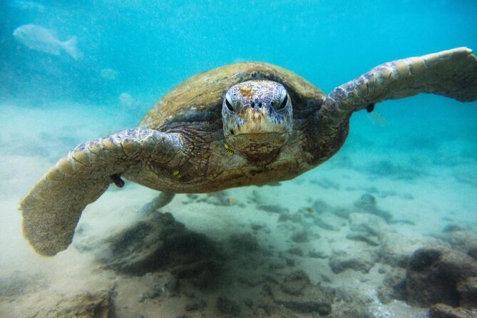 Cozumel Private Snorkeling and Charter Experience - Quick Hits Before You Book