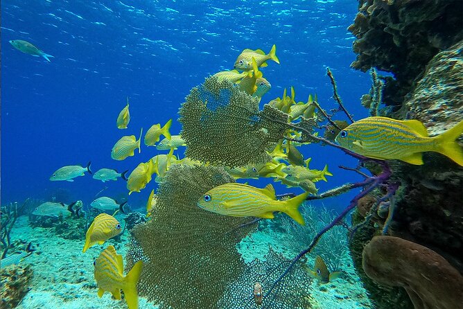 Cozumel Private Yacht and Snorkel with Lunch and Open Bar Onboard - Price and value: when this works great and when it stings