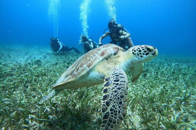 Cozumel Scuba Dive at Chankanaab - Price and value: $85 plus the extra $11 marine park fee