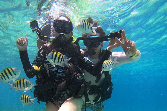 Cozumel Scuba Dive at Chankanaab - What you will likely notice underwater: marine life plus the “wow” factor