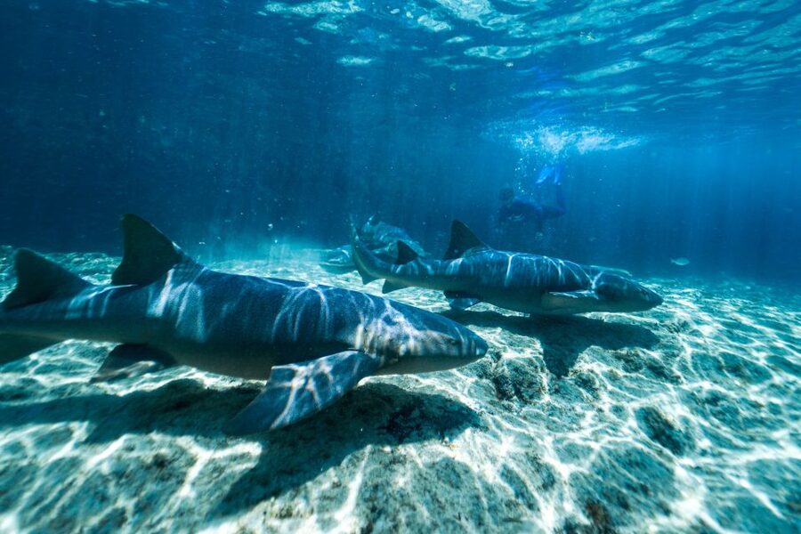 Cozumel: Snorkel and Swim with Stingrays - Snorkeling for 30 minutes: deeper water, fish, and a chance at nurse sharks
