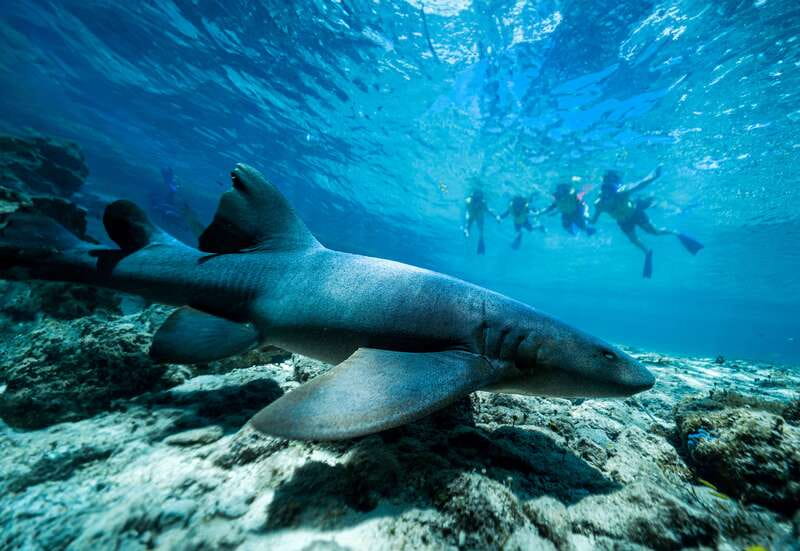 Cozumel: Snorkel and Swim with Stingrays - The 800-rescued-coral installation: what you’re supporting by paying