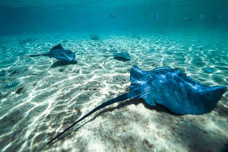 Cozumel: Snorkel and Swim with Stingrays - Safety briefing, included gear, and the no-sunscreen rule