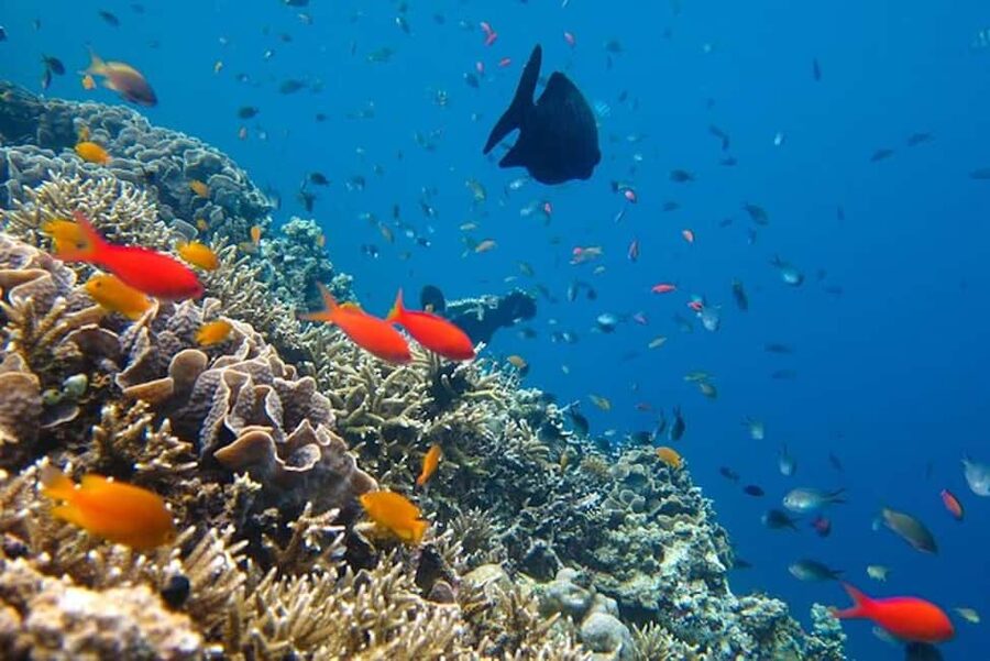 Cozumel: snorkeling on reefs + visit to "El Cielo" - Snacks, Drinks, and the Shaded Boat Factor