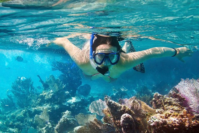 Cozumel Snorkeling Tour at Palancar & Colombia Reefs and El Cielo - Why Colombia Reef, Palancar, and El Cielo are a smart combo