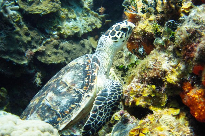 Cozumel Snorkeling Tour at Palancar & Colombia Reefs and El Cielo - Stop 1 Colombia Reef: what to look for in the clearest water