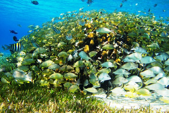 Cozumel Snorkeling Tour at Palancar & Colombia Reefs and El Cielo - Stop 2 Palancar Reef: the reef-watchers’ favorite stop