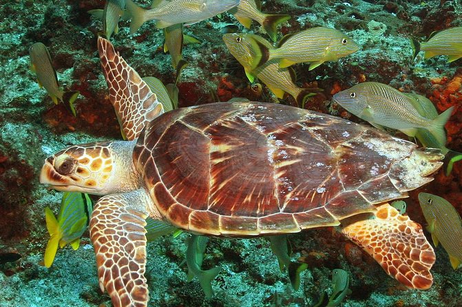 Cozumel Snorkeling Tour at Palancar & Colombia Reefs and El Cielo - Stop 3 El Cielo and El Cielito: starfish heaven, plus possible stingray moments