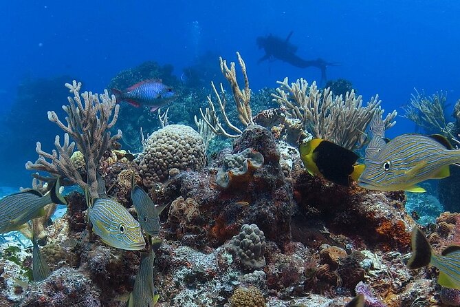Cozumel Snorkeling Tour: Palancar, Columbia and El Cielo Reefs - Stop 2: Palancar Reef, the Coral-Packed Favorite