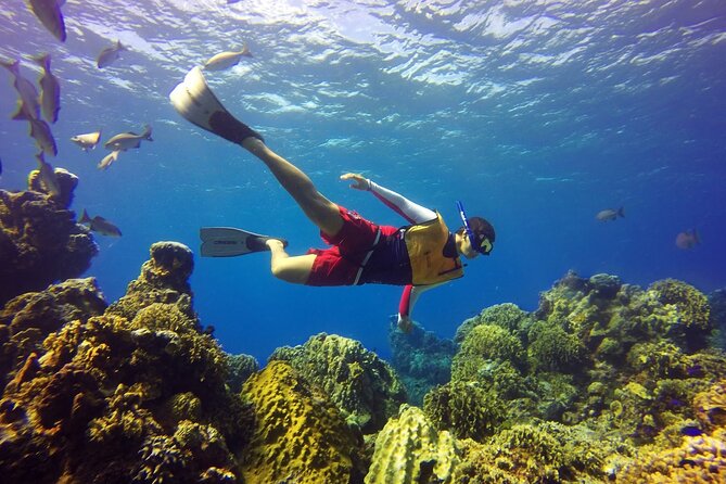 Cozumel Snorkeling Tour: Palancar, Columbia and El Cielo Reefs - Stop 3: Columbia Reef and the Coral Formations Swim
