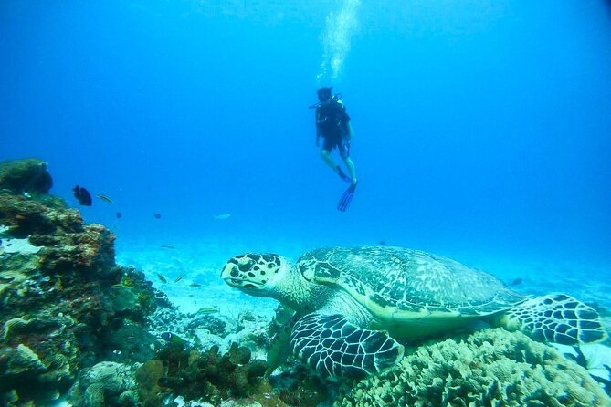Cozumel Snorkeling Tour: Palancar, Columbia and El Cielo Reefs - Drinks, Snacks, and a Shaded Boat That Makes the Day Work