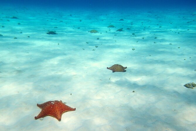 Cozumel Snorkeling Tour to Palancar Reef and El Cielo - Staying safe and comfortable when currents pick up
