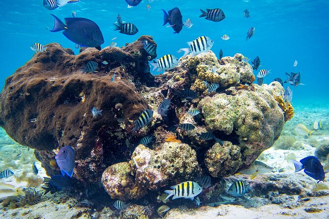 Cozumel Starfish and Tropical Reef Snorkeling by Powerboat with Lunch - El Cielo sandbar: how to spot starfish without turning it into a scramble
