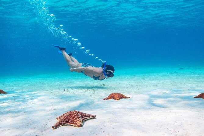 Cozumel Starfish and Tropical Reef Snorkeling by Powerboat with Lunch - Price and value check: what $139 covers, plus the ferry fee reality