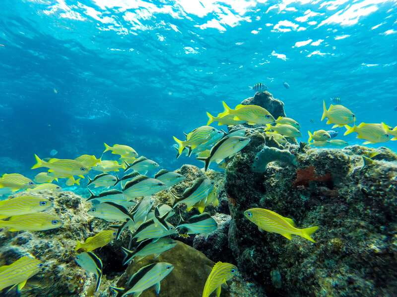 Cozumel: West Coast E-Bike and Snorkeling Tour - Price, value, and what’s really included in the $73