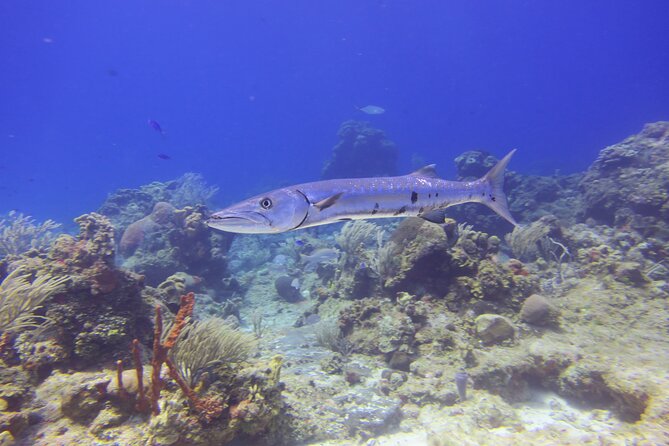 Discover Scuba - Timing, weather, and who should book (and who should double-check)