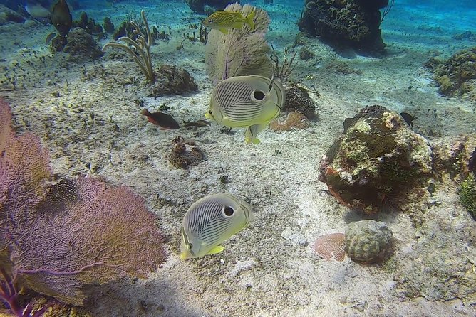 Discover Scuba Diving - Meeting point in San Miguel de Cozumel, and how to avoid a scramble