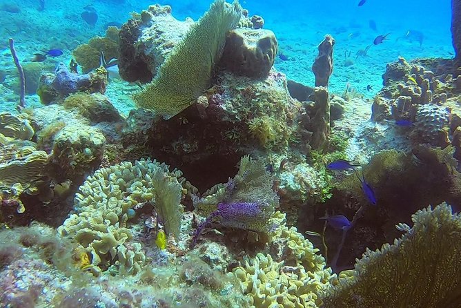 Discover Scuba Diving - Who should book this, and who might want a different plan