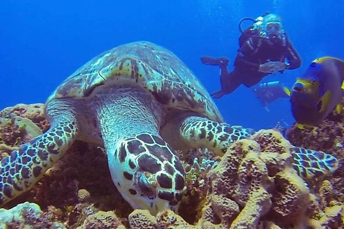 Discover Scuba Diving - Should you book Discover Scuba in Cozumel?